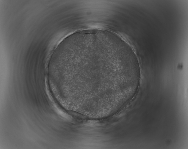 X0000116610097200912312126