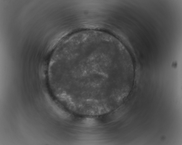 X0000116610114200912312126