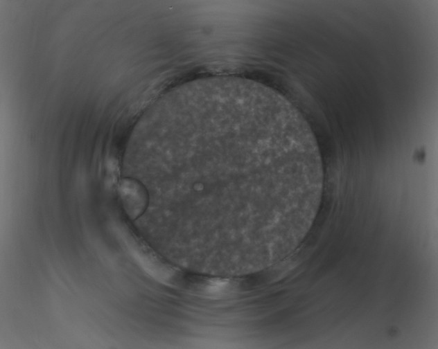 X0000116610130200912312126