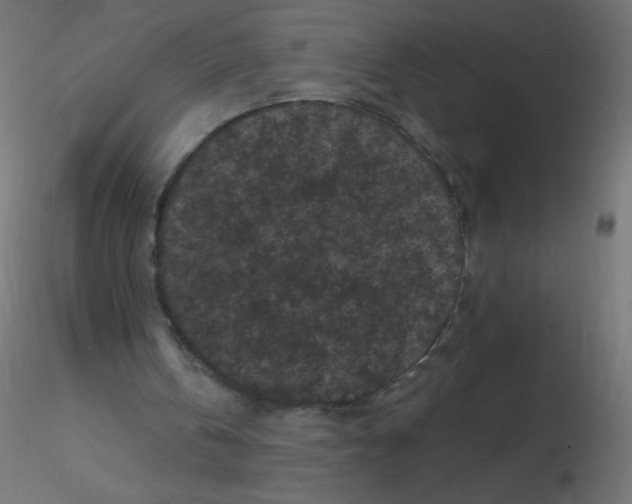 X0000116610146200912312125