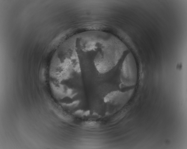 X0000116610161200912312125