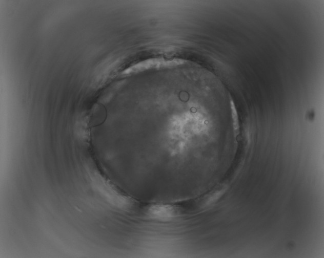 X0000116610181200912312125