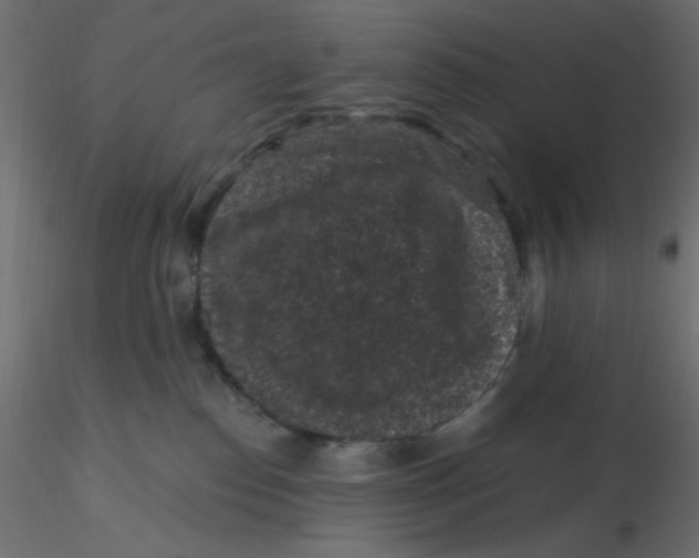 X0000116610186200912312125