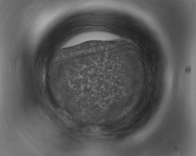 X0000116610194200912312125