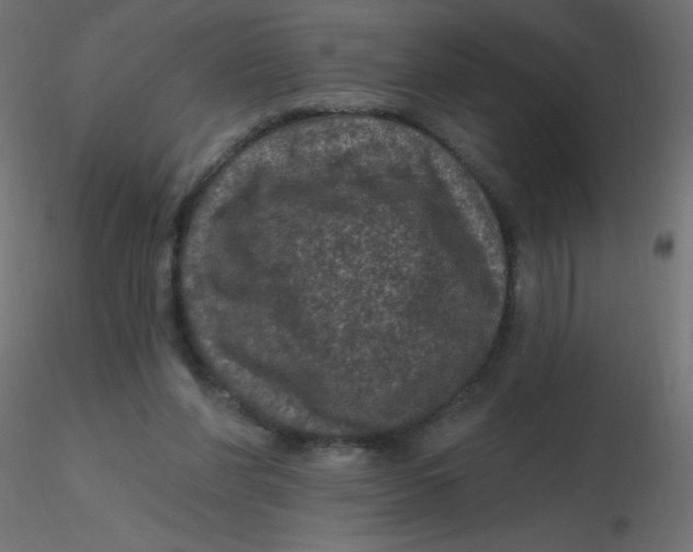 X0000116610206200912312125