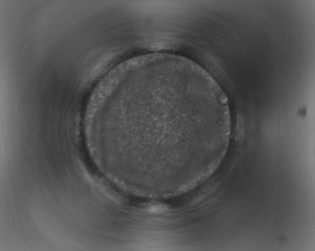 X0000116610210200912312125