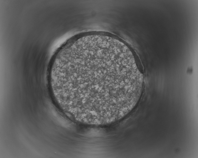 X0000116610248200912312124