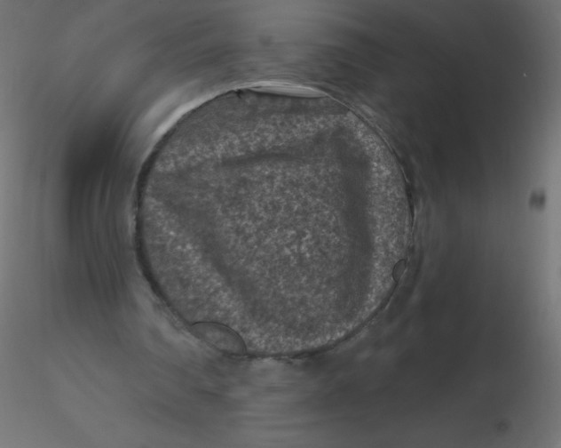 X0000116610290200912312124