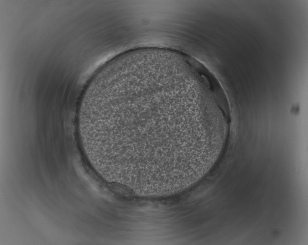 X0000116610434200912312121