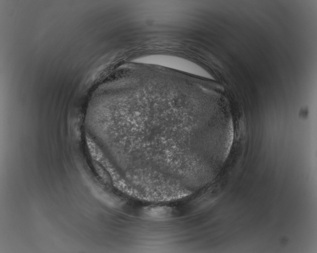 X0000116610452200912312121