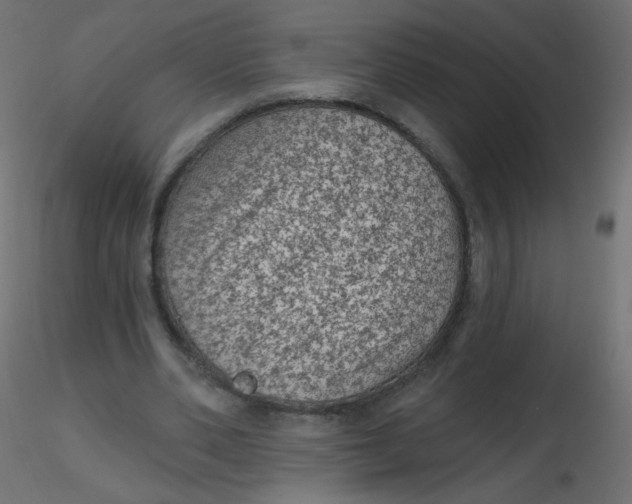 X0000116610486200912312121