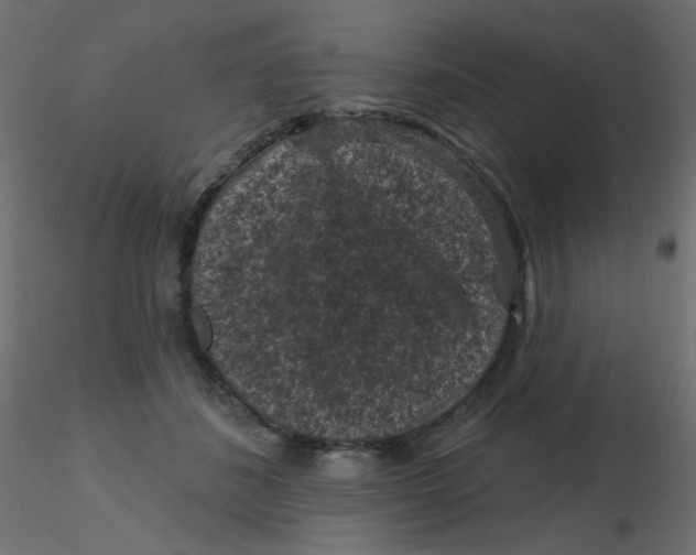 X0000116610508200912312121