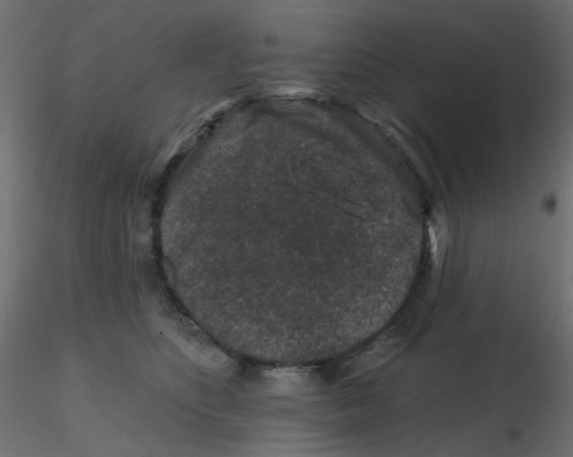 X0000116610516200912312120