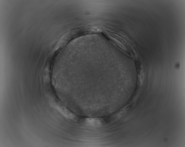 X0000116610520200912312120