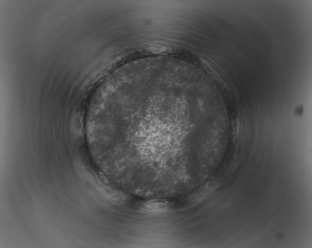 X0000116610606200912312119