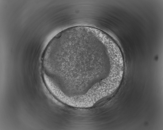 X0000116611096200912312113