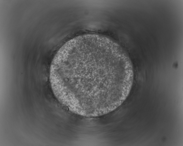 X0000116611253200912312110