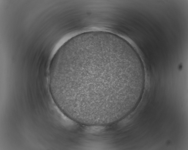 X0000116611294200912312110