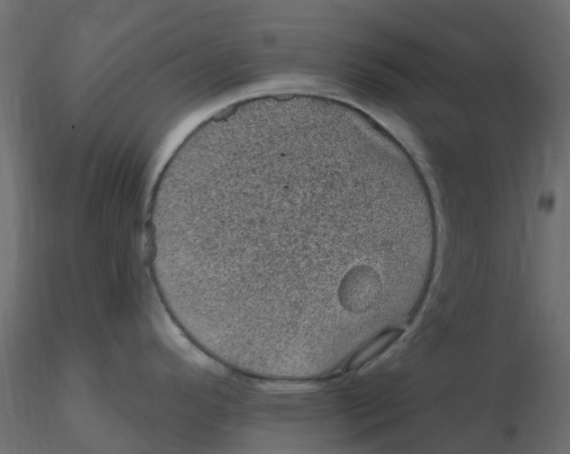 X0000116611296200912312110