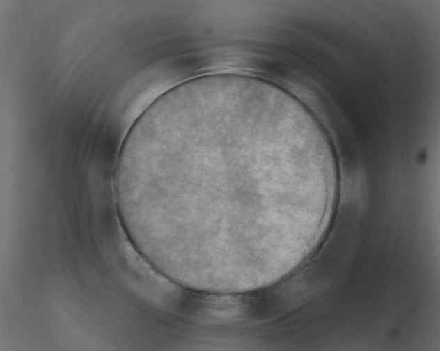 X0000116611338200912312110