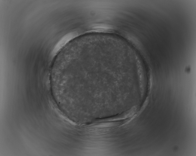 X0000116611362200912312109