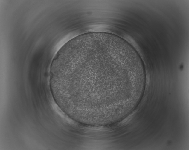 X0000116611386200912312109