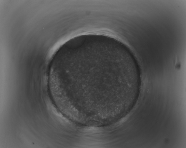 X0000116611506200912312107