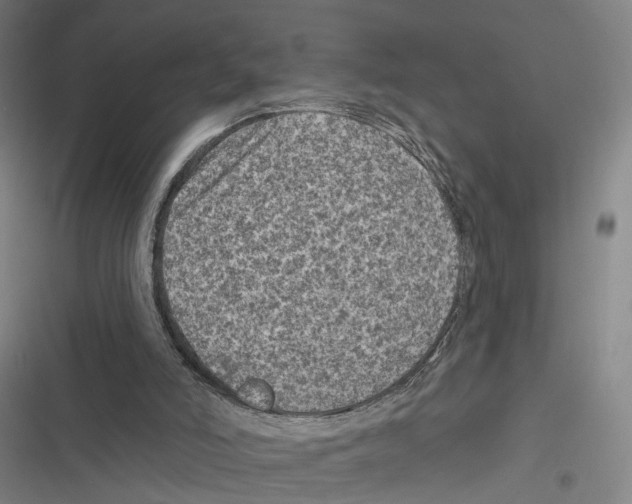 X0000116610006201001081220