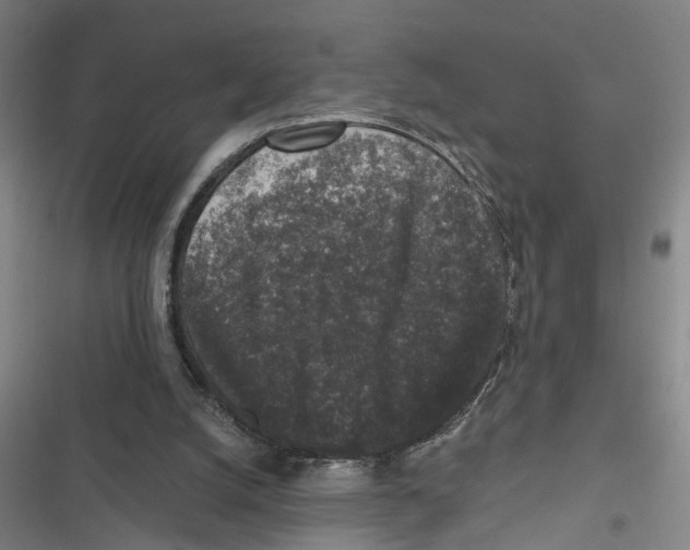 X0000116610056201001081219