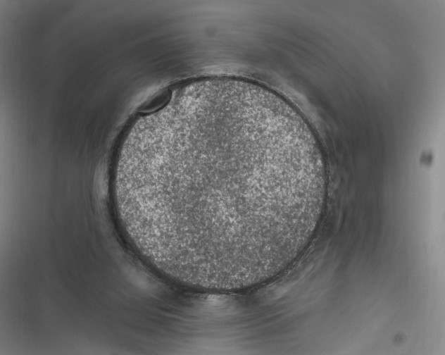 X0000116610060201001081219