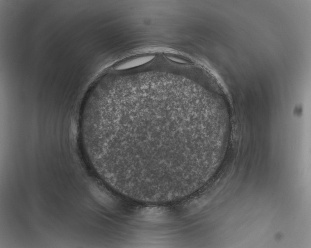 X0000116610063201001081219