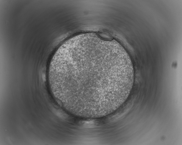 X0000116610068201001081219