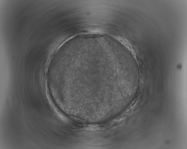 X0000116610097201001081219