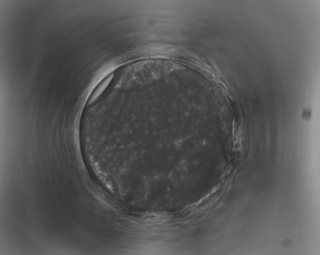 X0000116610099201001081219