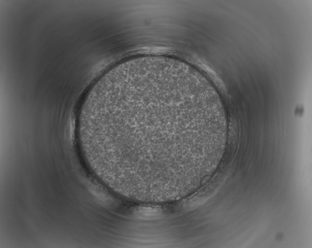 X0000116610110201001081219