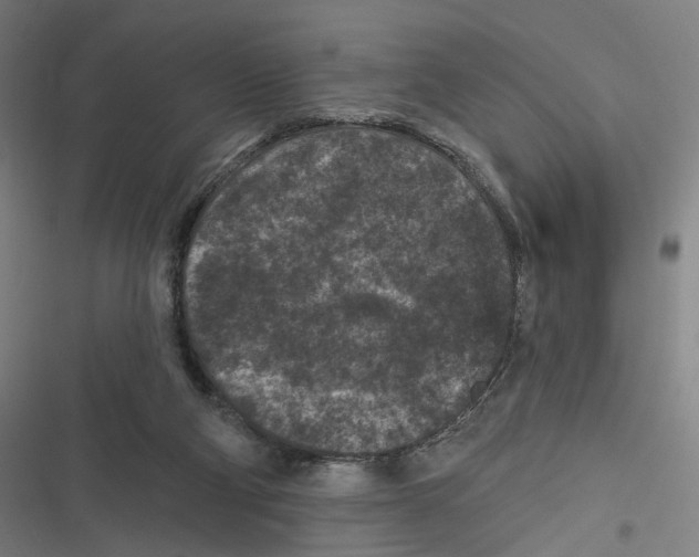 X0000116610114201001081219