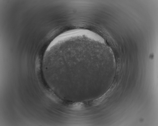 X0000116610124201001081219