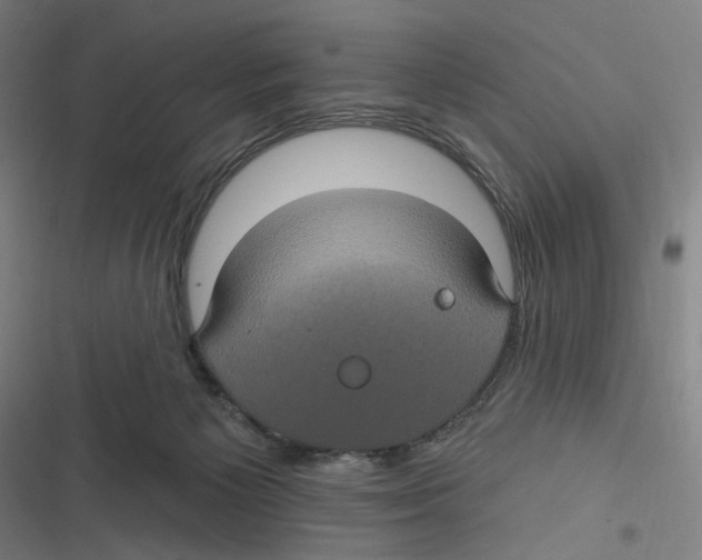 X0000116610125201001081219