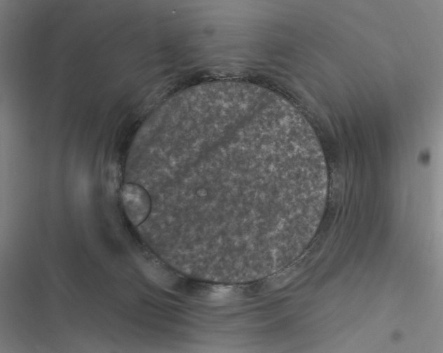 X0000116610130201001081219