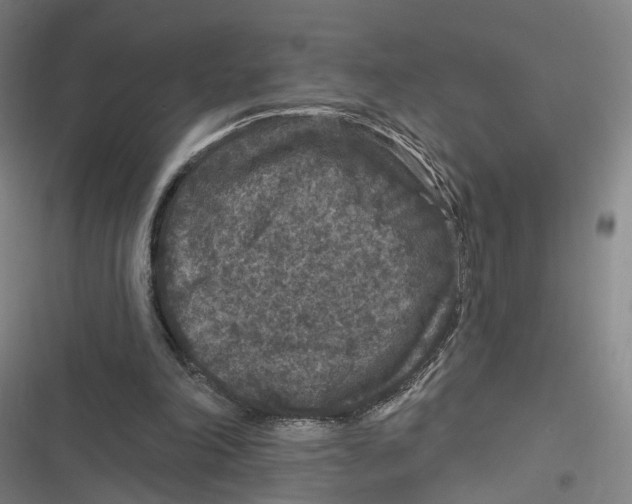 X0000116610198201001081218