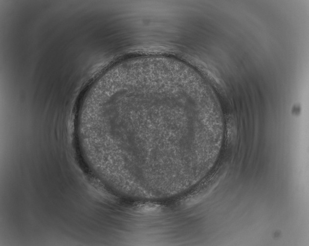 X0000116610206201001081218