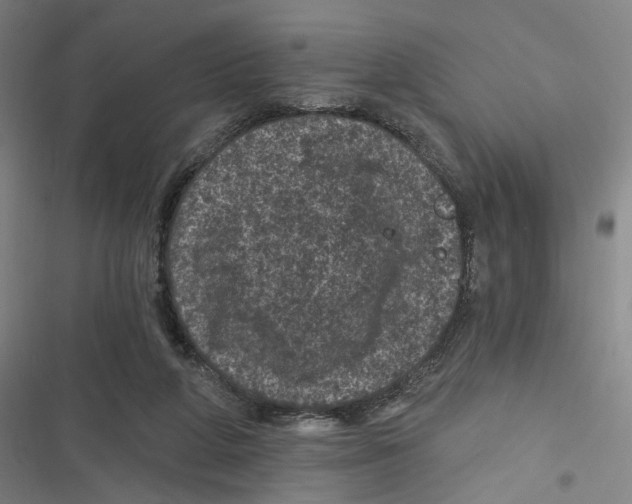 X0000116610210201001081217