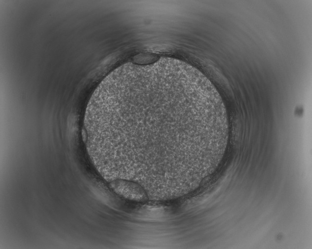 X0000116610260201001081217