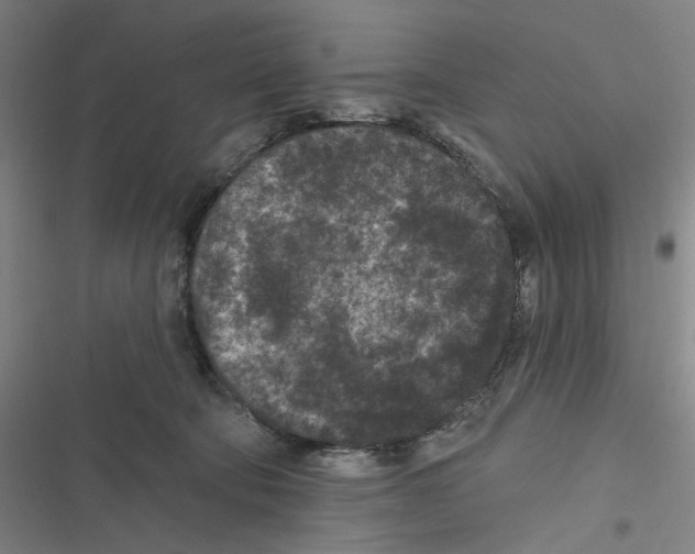 X0000116610322201001081216