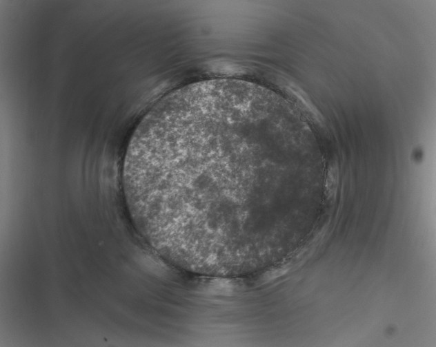 X0000116610330201001081216