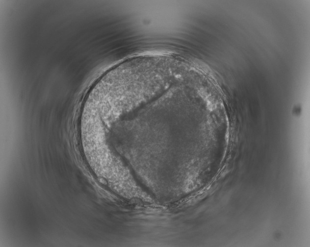 X0000116610337201001081215