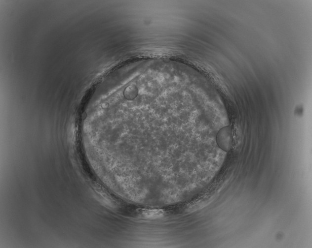 X0000116610355201001081215