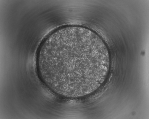 X0000116610584201001081212