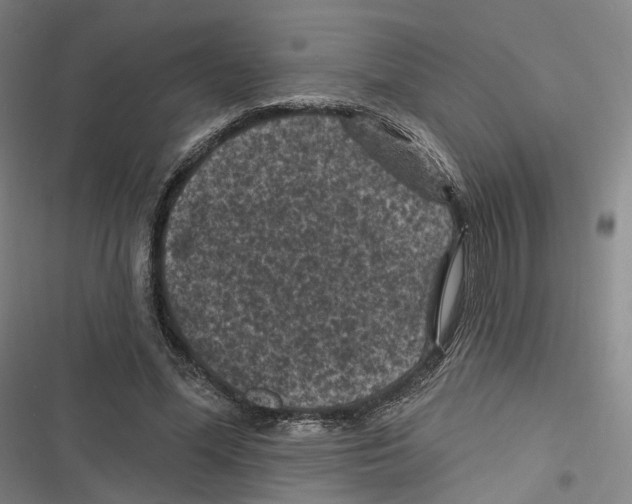 X0000116610588201001081212