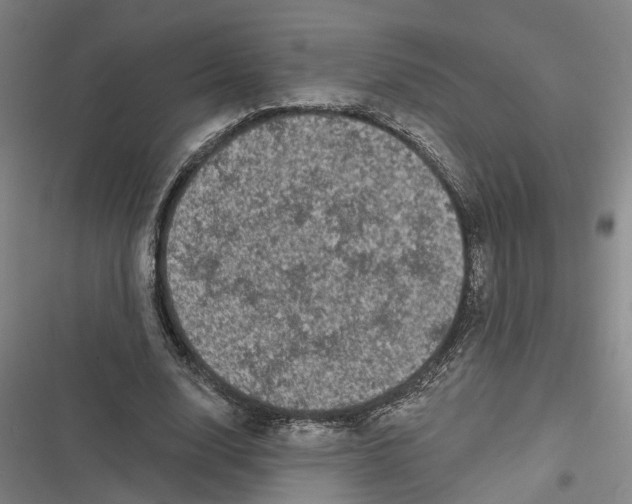 X0000116610632201001081211